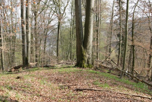 Vranov, 16.4.2015
Kaňon Svitavy - Jelení skok, U Kříže.
Keywords: Vranov Kaňon Svitavy Jelení skok U Kříže Crepidophorus mutilatus Ischnodes sanguinicollis