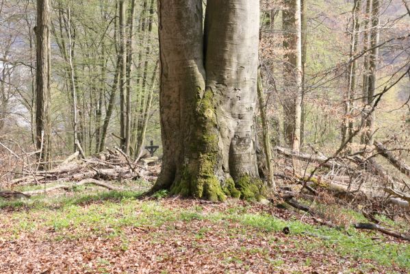 Vranov, 16.4.2015
Kaňon Svitavy - Jelení skok, U Kříže.
Schlüsselwörter: Vranov Kaňon Svitavy Jelení skok U Kříže Crepidophorus mutilatus Ischnodes sanguinicollis