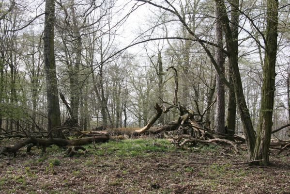 Vranov, 16.4.2015
Jelení skok - les na vrcholu (476m).
Klíčová slova: Vranov Kaňon Svitavy Jelení skok Stenagostus rhombeus