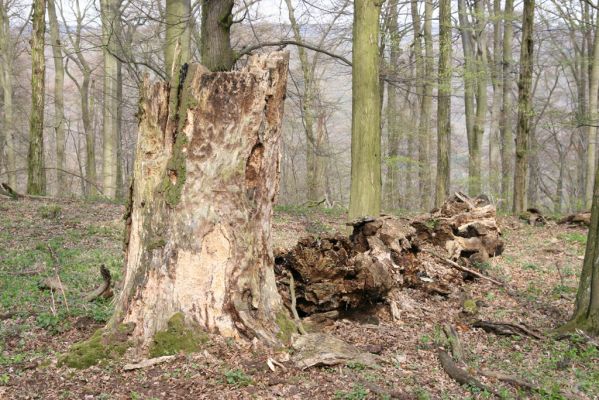 Vranov, 16.4.2015
Jelení skok - les na vrcholu (476m).
Klíčová slova: Vranov Kaňon Svitavy Jelení skok Stenagostus rhombeus