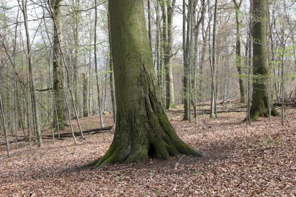 Vranov, 16.4.2015
Jelení skok - les na vrcholu (476m).
Schlüsselwörter: Vranov Jelení skok Ischnodes sanguinicollis Limoniscus violaceus