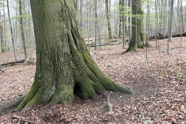 Vranov, 16.4.2015
Jelení skok - les na vrcholu (476m).
Schlüsselwörter: Vranov Jelení skok Ischnodes sanguinicollis Limoniscus violaceus