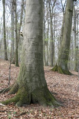 Vranov, 16.4.2015
Jelení skok - les na vrcholu (476m).
Klíčová slova: Vranov Jelení skok Ischnodes sanguinicollis Limoniscus violaceus