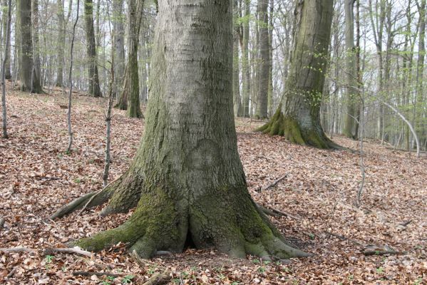 Vranov, 16.4.2015
Jelení skok - les na vrcholu (476m).
Keywords: Vranov Jelení skok Ischnodes sanguinicollis Limoniscus violaceus