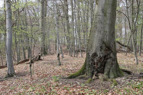 Vranov, 16.4.2015
Jelení skok - les na vrcholu (476m).
Keywords: Vranov Jelení skok Ischnodes sanguinicollis Limoniscus violaceus