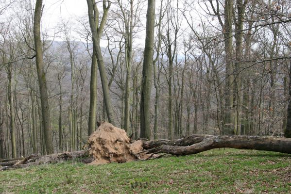 Vranov, 16.4.2015
Jelení skok - les na vrcholu (476m).
Klíčová slova: Vranov Kaňon Svitavy Jelení skok Stenagostus rhombeus