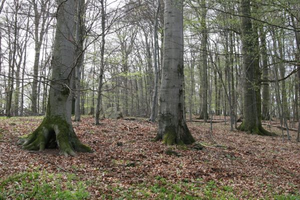 Vranov, 16.4.2015
Jelení skok - les na vrcholu (476m).
Keywords: Vranov Jelení skok Ischnodes sanguinicollis Limoniscus violaceus