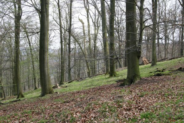 Vranov, 16.4.2015
Jelení skok - les na vrcholu (476m).
Schlüsselwörter: Vranov Jelení skok Ischnodes sanguinicollis Limoniscus violaceus