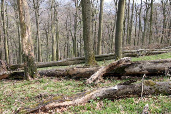 Vranov, 16.4.2015
Jelení skok - les na vrcholu (476m).
Klíčová slova: Vranov Kaňon Svitavy Jelení skok Stenagostus rhombeus