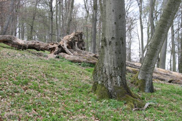 Vranov, 16.4.2015
Jelení skok - les na vrcholu (476m).
Schlüsselwörter: Vranov Jelení skok Ischnodes sanguinicollis Limoniscus violaceus Stenagostus rhombeus