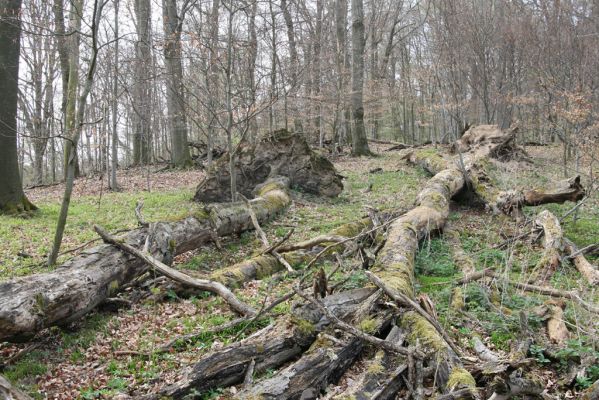 Vranov, 16.4.2015
Jelení skok - les na vrcholu (476m).
Klíčová slova: Vranov Kaňon Svitavy Jelení skok Stenagostus rhombeus