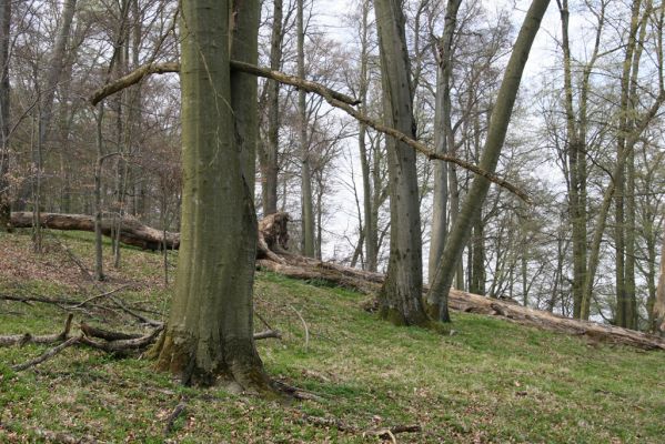 Vranov, 16.4.2015
Jelení skok - les na vrcholu (476m).
Schlüsselwörter: Vranov Jelení skok Ischnodes sanguinicollis Limoniscus violaceus