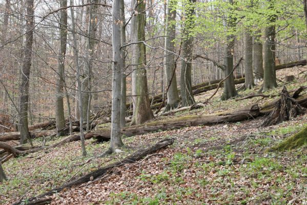 Vranov, 16.4.2015
Jelení skok - les na vrcholu (476m).
Keywords: Vranov Kaňon Svitavy Jelení skok Stenagostus rhombeus