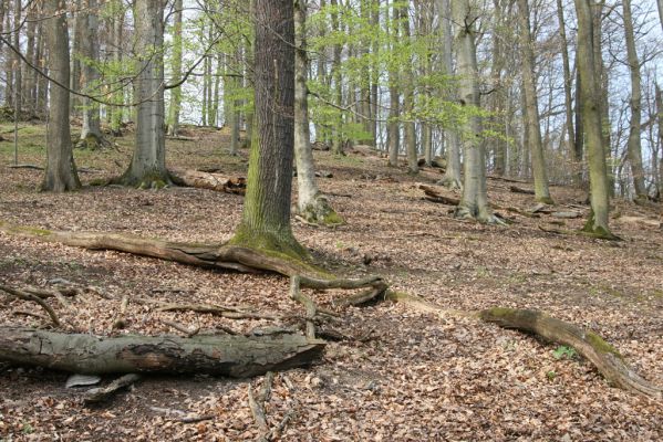 Vranov, 16.4.2015
Jelení skok - les na vrcholu (476m).
Schlüsselwörter: Vranov Kaňon Svitavy Jelení skok