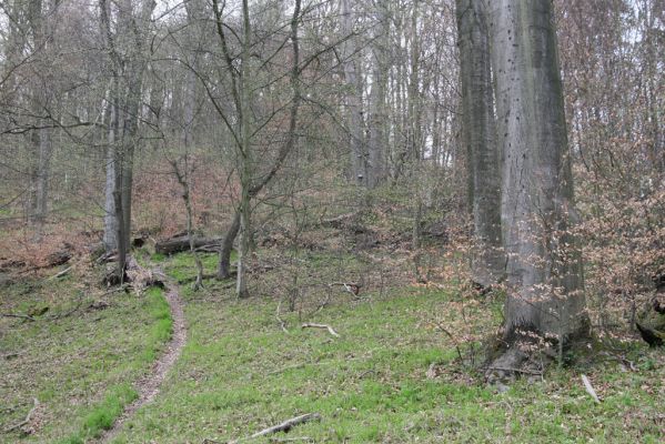 Vranov, 16.4.2015
Jelení skok - Kolohnát. 
Klíčová slova: Vranov Jelení skok Ischnodes sanguinicollis Limoniscus violaceus