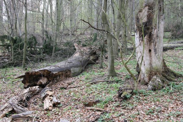 Vranov, 16.4.2015
Jelení skok - Kolohnát. 
Keywords: Vranov Kaňon Svitavy Jelení skok Stenagostus rhombeus