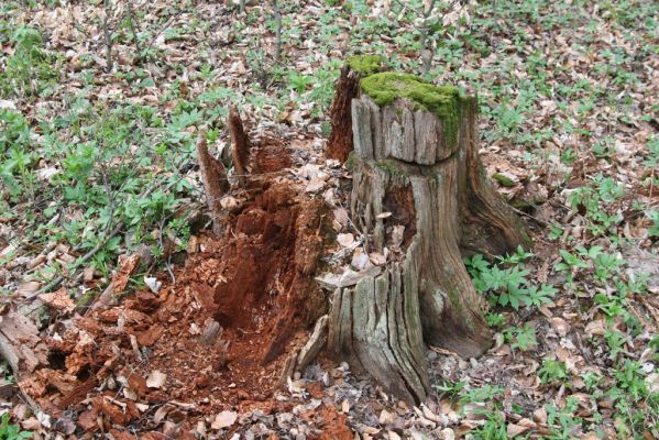 Vranov, 16.4.2015
Jelení skok - Kolohnát. Trouchnivý pařez dubu osídlený kovaříky Ampedus nigerrimus.
Mots-clés: Vranov Jelení skok Kolohnát Ampedus nigerrimus