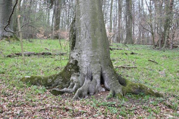 Vranov, 16.4.2015
Jelení skok - Kolohnát. 
Keywords: Vranov Jelení skok Kolohnát Ischnodes sanguinicollis Limoniscus violaceus Elater ferrugineus