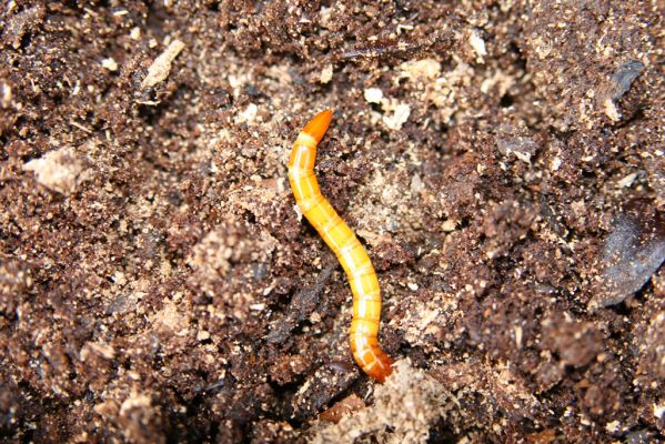 Vranov, 16.4.2015
Jelení skok - Kolohnát.  Larva kovaříka Elater ferrugineus.
Schlüsselwörter: Vranov Jelení skok Elater ferrugineus