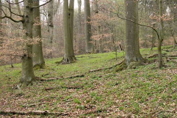 Vranov, 16.4.2015
Jelení skok - Kolohnát. 
Klíčová slova: Vranov Jelení skok Ischnodes sanguinicollis Limoniscus violaceus Elater ferrugineus