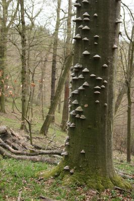 Vranov, 16.4.2015
Jelení skok - Kolohnát.
Klíčová slova: Vranov Jelení skok Kolohnát