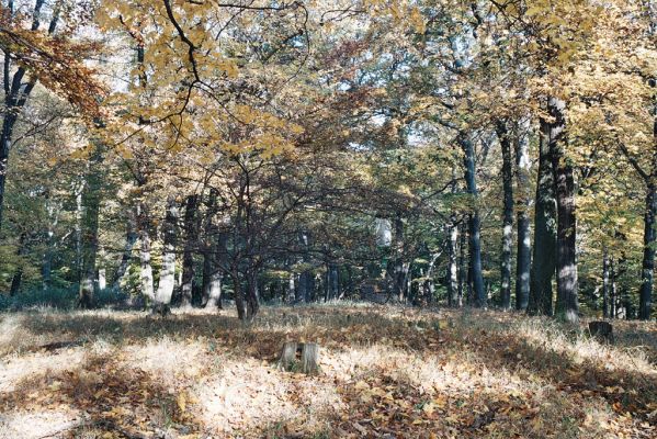 Vranov, 25.10.2006
Jelení skok - kóta 476m. 
Klíčová slova: Vranov Jelení skok