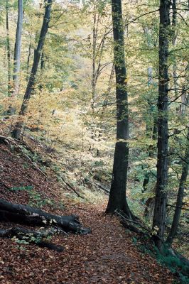 Vranov, 25.10.2006
Kaňon Svitavy - Jelení skok. Cyrilometodějská stezka. 
Keywords: Vranov Kaňon Svitavy Jelení skok Cyrilometodějská stezka Megapenthes lugens