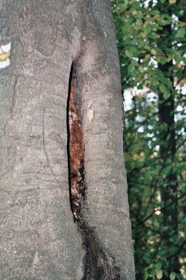 Vranov, 25.10.2006
Kaňon Svitavy - Jelení skok. Cyrilometodějská stezka. Buk osídlený kovaříky Megapenthes lugens.
Klíčová slova: Vranov Kaňon Svitavy Jelení skok Cyrilometodějská stezka Megapenthes lugens