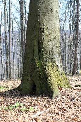 Vranov, 25.3.2007
Jelení skok. Buk osídlený kovaříky Ischnodes sanguinicollis a Limoniscus violaceus.
Klíčová slova: Vranov Jelení skok Ischnodes sanguinicollis Limoniscus violaceus