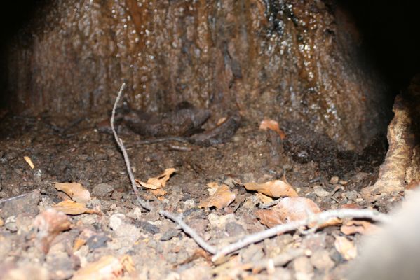 Vranov, 25.3.2007
Jelení skok. Pohled do dutiny buku osídlené kovaříky Ischnodes sanguinicollis a Limoniscus violaceus.
Klíčová slova: Vranov Jelení skok Ischnodes sanguinicollis Limoniscus violaceus