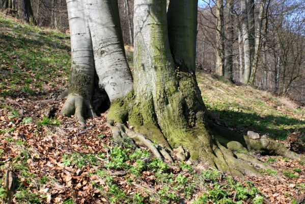 Vranov, 25.3.2007
Jelení skok - Kolohnát. 
Klíčová slova: Vranov Jelení skok Ischnodes sanguinicollis Limoniscus violaceus Elater ferrugineus