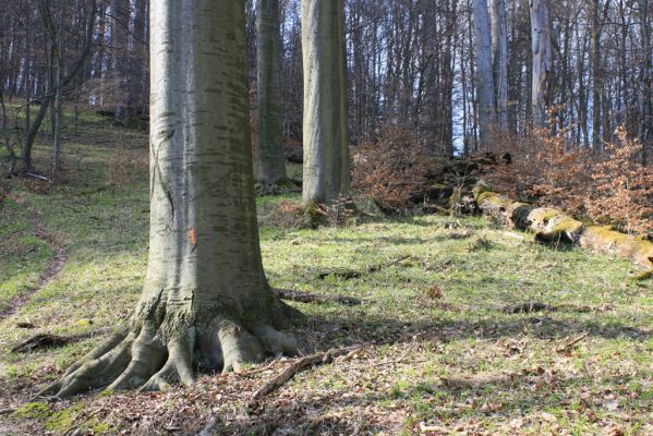 Vranov, 25.3.2007
Jelení skok - Kolohnát.
Mots-clés: Vranov Jelení skok Ischnodes sanguinicollis Limoniscus violaceus Elater ferrugineus