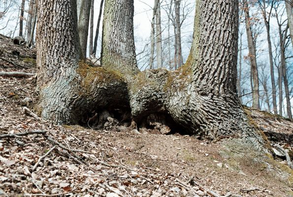 Vranov, 4.4.2006
Jelení skok ze severovýchodní strany.



Schlüsselwörter: Vranov Jelení skok