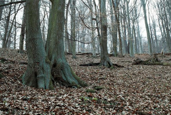 Vranov, 4.4.2006
Jelení skok.



Klíčová slova: Vranov Jelení skok Ischnodes sanguinicollis