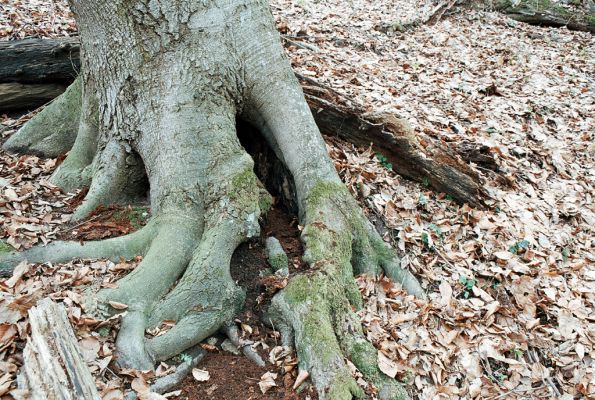 Vranov, 4.4.2006
Jelení skok Kolohnát. Dutý buk osídlený kovaříky Ischnodes sanguinicollis.


Mots-clés: Vranov Jelení skok Kolohnát Ischnodes sanguinicollis