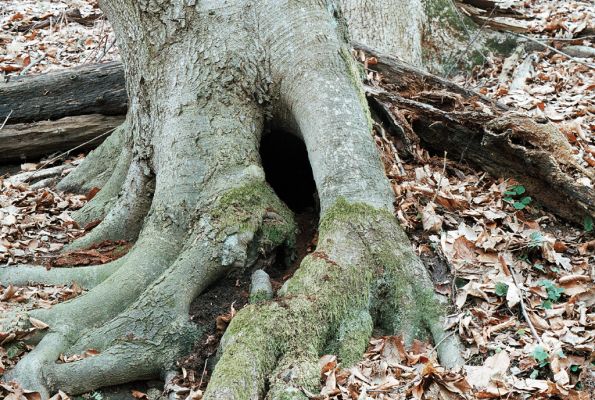 Vranov, 4.4.2006
Jelení skok, Kolohnát


Klíčová slova: Vranov Jelení skok Kolohnát Ischnodes sanguinicollis