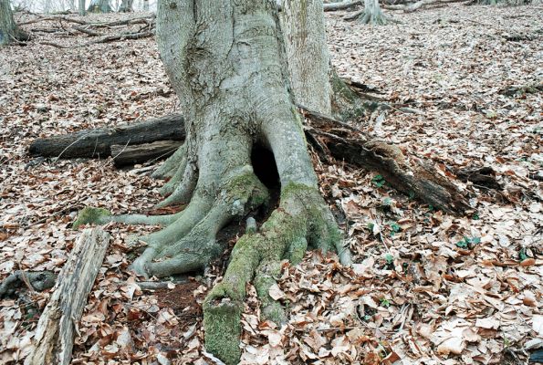 Vranov, 4.4.2006
Jelení skok, Kolohnát



Schlüsselwörter: Vranov Jelení skok Kolohnát Ischnodes sanguinicollis