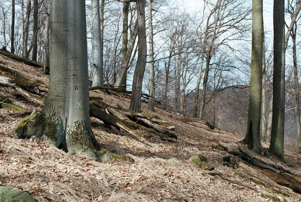 Vranov, 4.4.2006
Jelení skok.

Klíčová slova: Vranov Jelení skok