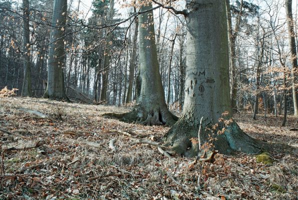 Vranov, 4.4.2006
Jelení skok, Kolohnát.

Schlüsselwörter: Vranov Jelení skok Kolohnát Elater ferrugineus Ischnodes sanguinicollis Limoniscus violeceus