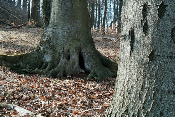 Vranov, 4.4.2006
Jelení skok, Kolohnát



Mots-clés: Vranov Jelení skok Kolohnát Elater ferrugineus Ischnodes sanguinicollis Limoniscus violeceus