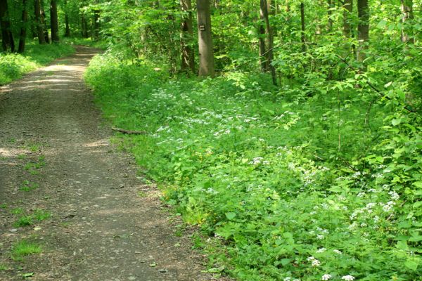 Mladeč, rezervace Vrapač, 14.5.2007
Na lesních světlinách čile naletují na květy okolíků tesaříci Leptura annularis.
Mots-clés: Litovelské Pomoraví Mladeč Vrapač