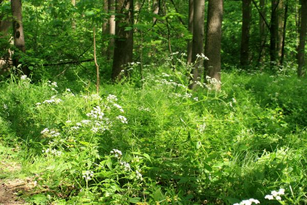 Mladeč, rezervace Vrapač, 14.5.2007
Na lesních světlinách čile naletují na květy okolíků tesaříci Leptura annularis.
Schlüsselwörter: Litovelské Pomoraví Mladeč Vrapač