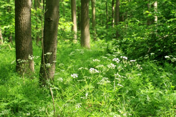 Mladeč, rezervace Vrapač, 14.5.2007
Na lesních světlinách čile naletují na květy okolíků tesaříci Leptura annularis.
Klíčová slova: Litovelské Pomoraví Mladeč Vrapač