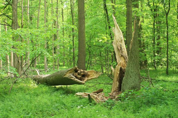 Mladeč, rezervace Vrapač, 14.5.2007
Lužní les, prasklý kmen jasanu. Dutina osídlená kovaříky Podeonius acuticornis a dřevomily Eucnemis capucina.
Keywords: Litovelské Pomoraví Mladeč Vrapač Podeonius acuticornis Eucnemis capucina Ampedus brunnicornis