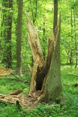 Mladeč, rezervace Vrapač, 14.5.2007
Lužní les, prasklý kmen jasanu. Dutina osídlená kovaříky Podeonius acuticornis a dřevomily Eucnemis capucina.
Klíčová slova: Litovelské Pomoraví Mladeč Vrapač Podeonius acuticornis Eucnemis capucina Ampedus brunnicornis