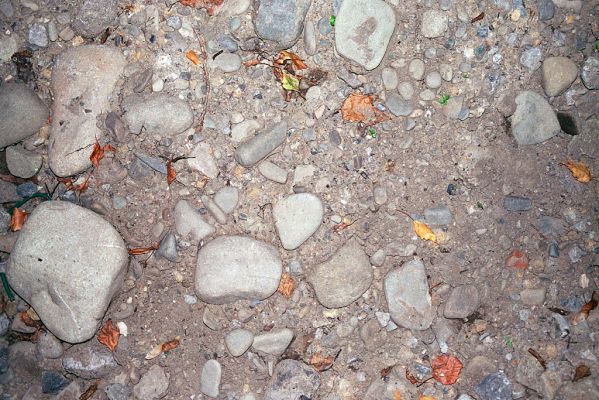 Hrabová - Vratimov, 20.7.2003
Lokalita Na luhu. Štěrkové náplavy u levého břehu Ostravice. Biotop kovaříka Adrastus circassicus.
Mots-clés: Ostrava Hrabová Vratimov Na luhu Ostravice Adrastus circassicus