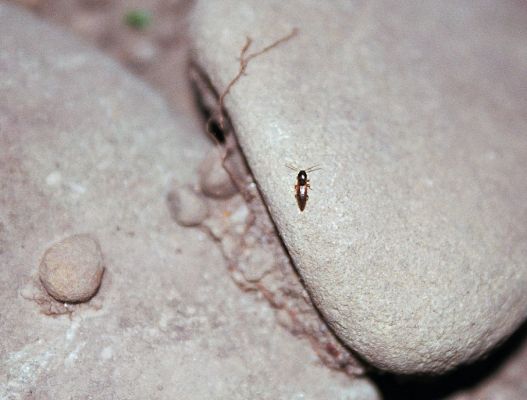 Hrabová - Vratimov, 20.7.2003
Lokalita Na luhu. Noční, bagrováním obnažený štěrkový náplav na levém břehu Ostravice. Na valounu se prochází kovařík Adrastus circassicus.
Schlüsselwörter: Ostrava Hrabová Vratimov Na luhu Ostravice Adrastus circassicus