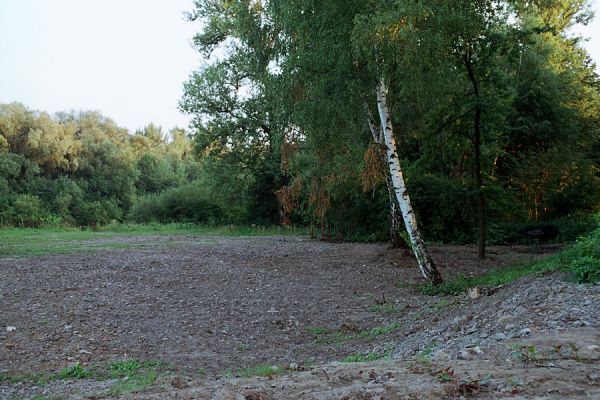 Hrabová - Vratimov, 20.7.2003
Lokalita Na luhu. Štěrkové náplavy u levého břehu Ostravice jsou po provedených terénních úpravách zbaveny husté vegetace. Biotop kovaříka Adrastus circassicus.
Klíčová slova: Ostrava Hrabová Vratimov Na luhu Ostravice Adrastus circassicus