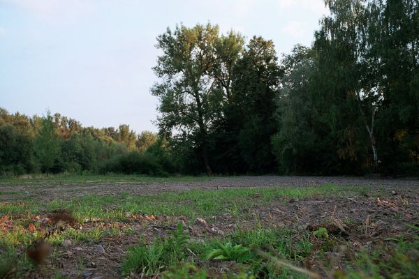 Hrabová - Vratimov, 20.7.2003
Lokalita Na luhu. Štěrkové náplavy u levého břehu Ostravice jsou po provedených terénních úpravách zbaveny husté vegetace. Biotop kovaříka Adrastus circassicus.
Keywords: Ostrava Hrabová Vratimov Na luhu Ostravice Adrastus circassicus