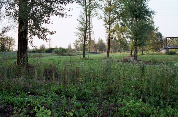 Hrabová - Vratimov, 20.7.2003
Lokalita Na luhu. Štěrkové náplavy u levého břehu Ostravice jsou po provedených terénních úpravách zbaveny husté vegetace. Biotop kovaříka Adrastus circassicus.
Klíčová slova: Ostrava Hrabová Vratimov Na luhu Ostravice Adrastus circassicus